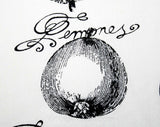 French Fruits Apron - Black & White - 1950s - Pommes - Lemones - Citron - Pears 41508