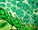 60s Green Cotton Fabric - 2 Yards x 55 Inches - 1960s High Quality Hippie Yardage Titled Ecology Let It Be - Abstract Primordial Botanical
